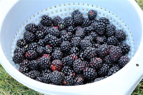 Blackberry Picking