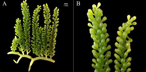 A., B. Caulerpa racemosa var. laetevirens showing its assimilator... | Download Scientific Diagram