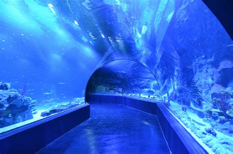 Entradas Atlantis Aquarium 2024 - The best deals