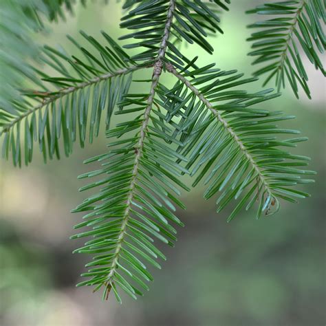 Eastern hemlock | ontario.ca