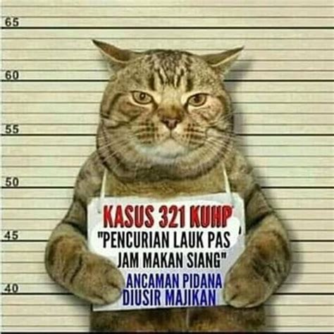 Meme Kucing Marah