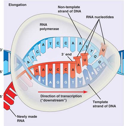 Protein Synthesis - Unweaving The Rainbow