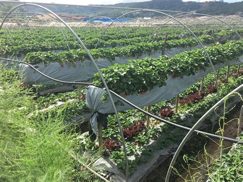 Baguio Strawberry Picking (31-Dec-2016) - allaboutmyescapade