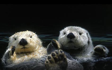 Otters Wallpapers - Wallpaper Cave