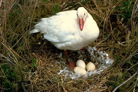 When Do Goose Eggs Hatch? (Incubation and Hatching Timeline) – Fauna Facts