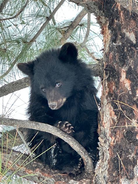 Orphaned Black bear cub found along Salmon River Road will be ...