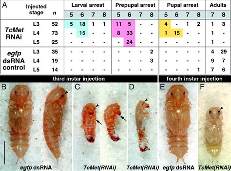 Juvenile hormone resistance gene Methoprene-tolerant controls entry ...