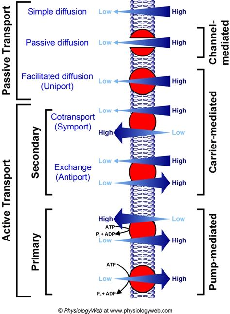 Summary of Membrane Transport Processes - PhysiologyWeb