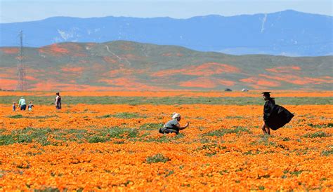 'Not obeying': Photo-takers leave home to see California poppies