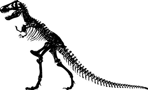 Skeleton clipart trex, Skeleton trex Transparent FREE for download on WebStockReview 2024