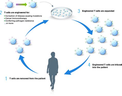 Immunotherapy research: T-cell therapy