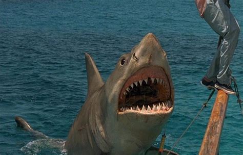 The 'Jaws' Climax Footage was close to a Fatal Real-life Shark Attack! - Celebrity Gossips ...