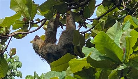 Where to Find Sloths in Costa Rica | Insider Families