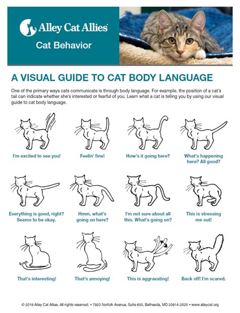 Cat body language – general | MN Valley Pet Hospital