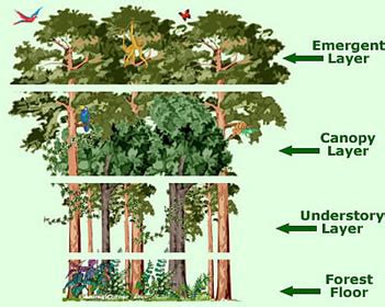 Rainforest Canopy Layer