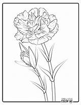 Flower Coloring Pages Free PDF Printables  Simply Love sketch template