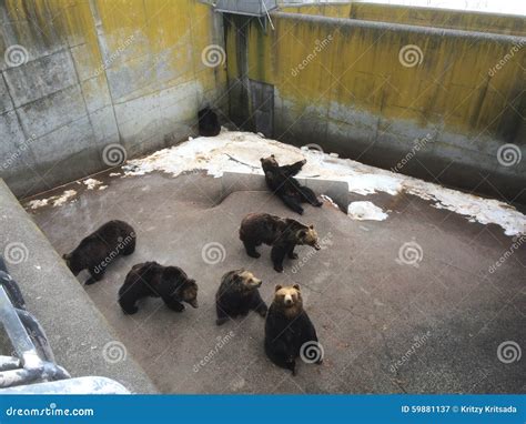 Brown Bear Stock Photo - Image: 59881137