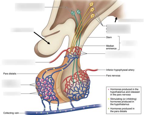 Hypothalamo-hypophyseal portal system- LAB Diagram | Quizlet