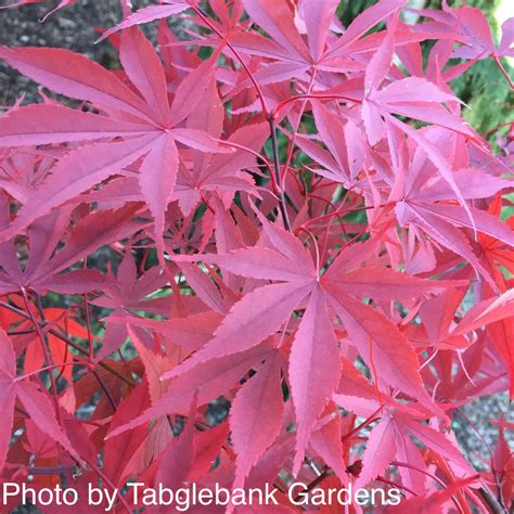 Buy Acer palmatum 'Wakehurst Pink' Japanese Maple – Mr Maple │ Buy Japanese Maple Trees