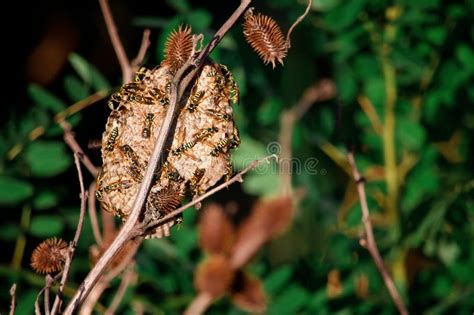 A Paper Hornet`s Nest Was Built by Wild Wasps Stock Photo - Image of ...