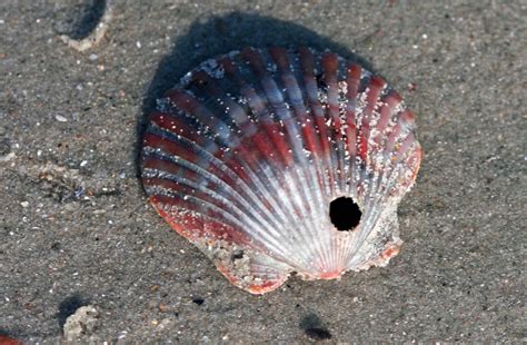 Indigo underwater eyes: Sea scallops | Ocracoke Observer