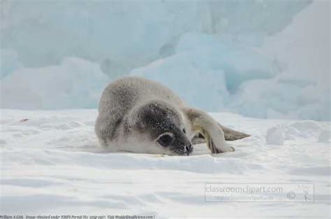 Marine Life Pictures-Baby seal rests on its side in the snow