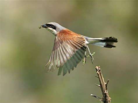 Red-Backed Shrike Bird Facts (Lanius collurio) | Birdfact