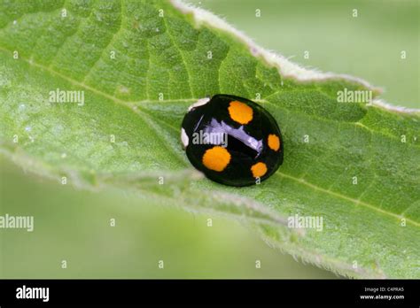 Four spot ladybird hi-res stock photography and images - Alamy