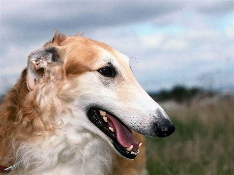 Borzoi dog face photo and wallpaper. Beautiful Borzoi dog face pictures