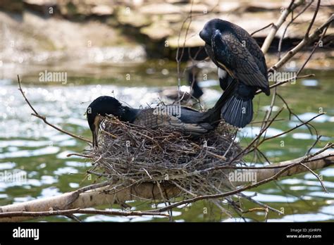 Beautiful east great cormorants at the nest Stock Photo - Alamy