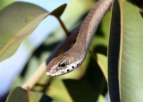 '"Female Boomslang"Boomslang bite case history answer from 22 June 2018 Original post "What ...