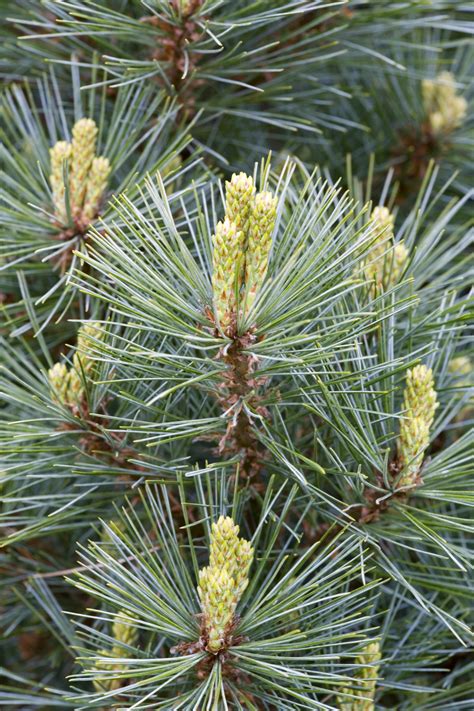 branches-of-eastern-white-pine - Maine Pictures - Maine - HISTORY.com