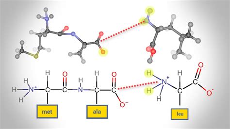 Formation Of A Peptide Bond