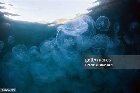 903 Moon Jellyfish Habitat Stock Photos, High-Res Pictures, and Images - Getty Images