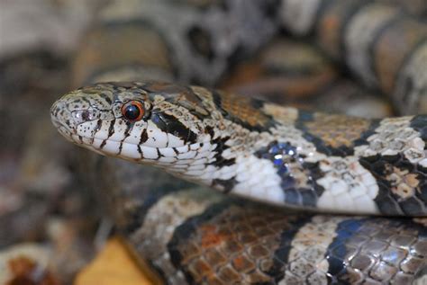 The Buckeye Herps Blog: Michigan Snake Identification - Venomous or Not?