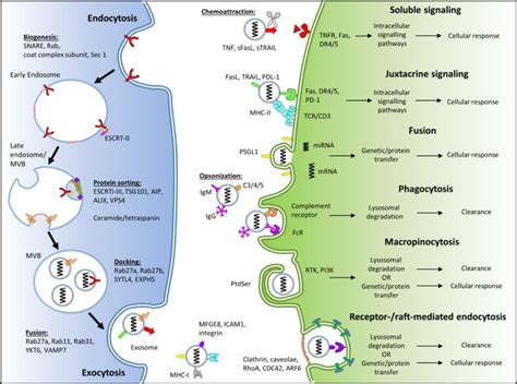 Exosomes – Mechanisms of Uptake | Exosome RNA