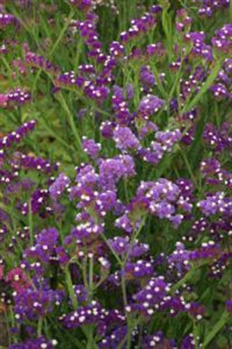 Limonium sinuatum, 'Purple Attraction' Seeds £2.25 from Chiltern Seeds - Chiltern Seeds Secure ...