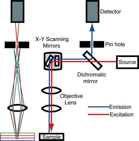 Confocal Imaging