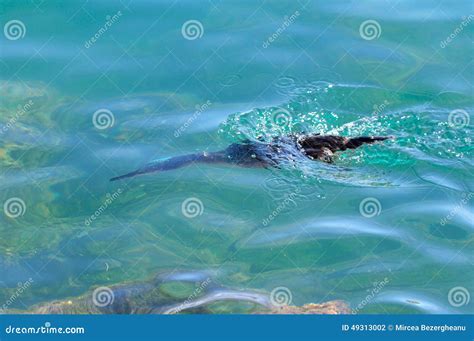 Cormorant in the water stock photo. Image of curve, nature - 49313002