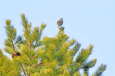 April Migration - Big Year Birding