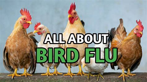 What is Bird Flu or Avian Influenza? | How to prevent Bird Flu? - Health USAmeganews