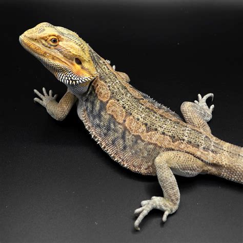 a close up of a lizard on a black background