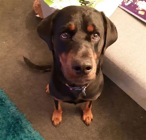 Rotterman | Doberman pinscher, Dog mixes, Doberman