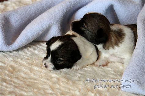 File:Bichon Havanais Puppies.jpeg - Wikimedia Commons