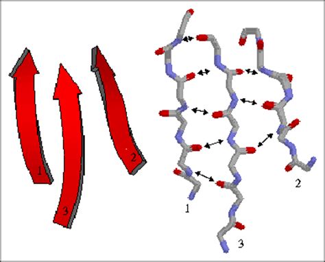 Secondary Structure - Beta strands