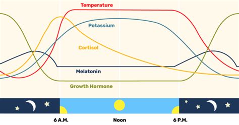 20 Powerful Strategies to Reset Your Circadian Rhythm