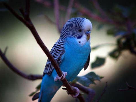 Budgie Wallpapers - Top Free Budgie Backgrounds - WallpaperAccess