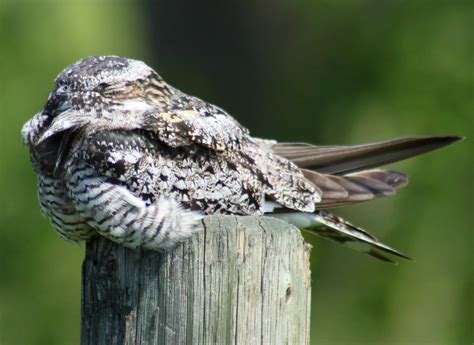 Still Life With Birder: Common Nighthawk