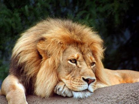 leão descansando | Lion, Animals, Funny lion