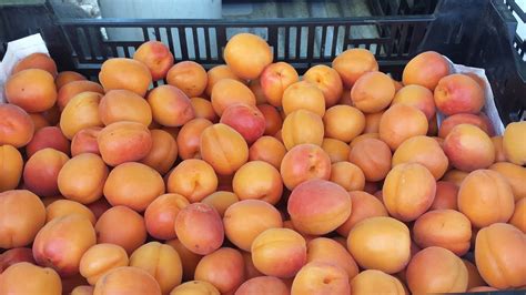 Fourteen varieties of apricot trees: pros and cons – Grow Great Fruit